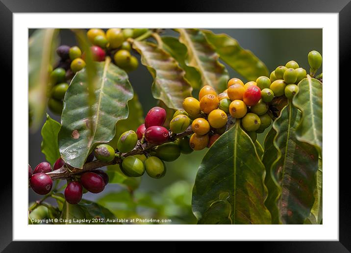 colourful coffee beans Framed Mounted Print by Craig Lapsley