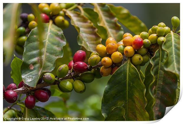 colourful coffee beans Print by Craig Lapsley