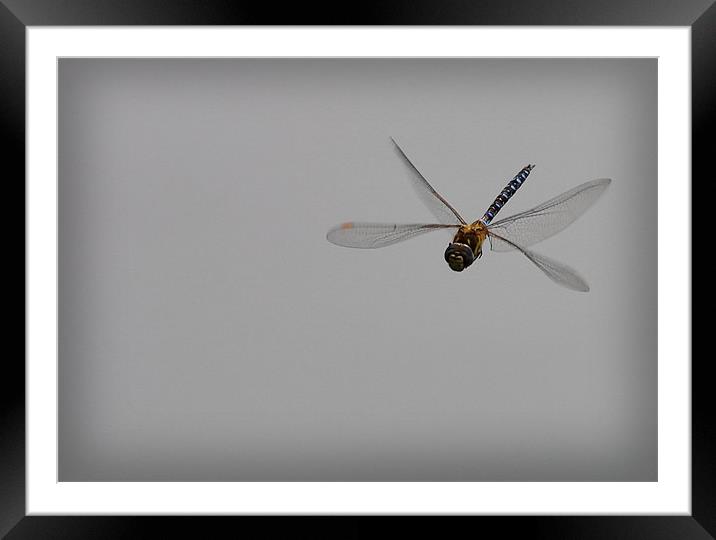FLIGHT OF THE DRAGONFLY Framed Mounted Print by Anthony R Dudley (LRPS)