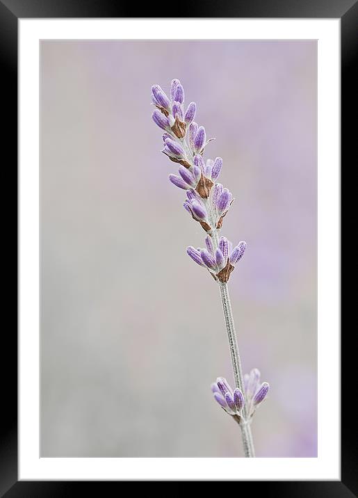 Lavender Framed Mounted Print by Dawn Cox
