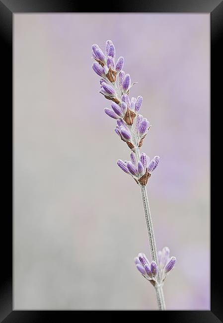 Lavender Framed Print by Dawn Cox