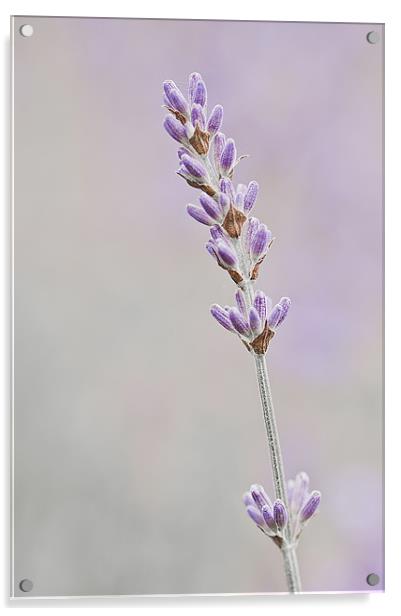 Lavender Acrylic by Dawn Cox