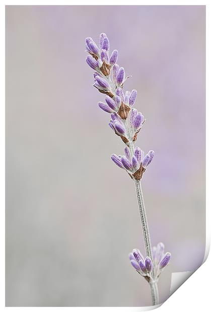 Lavender Print by Dawn Cox