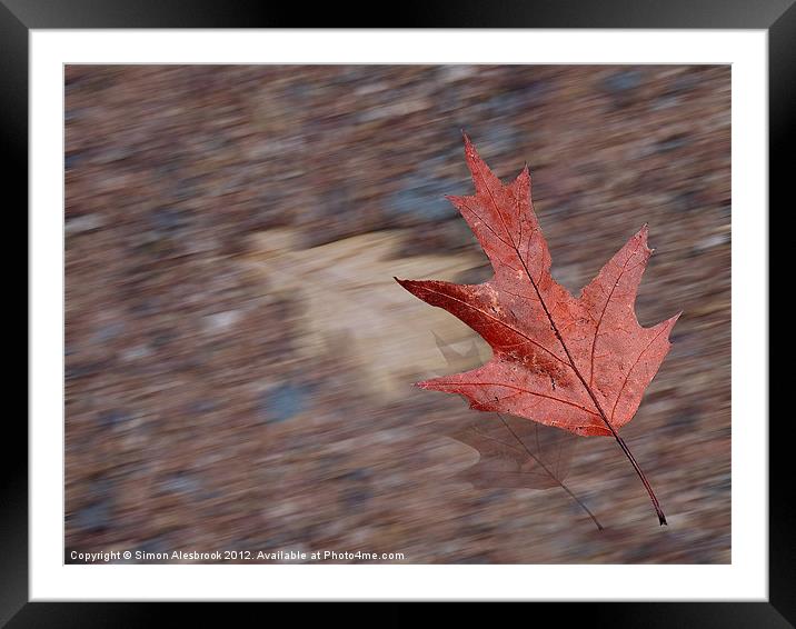 Bright Red Leaf in the Wind Framed Mounted Print by Simon Alesbrook