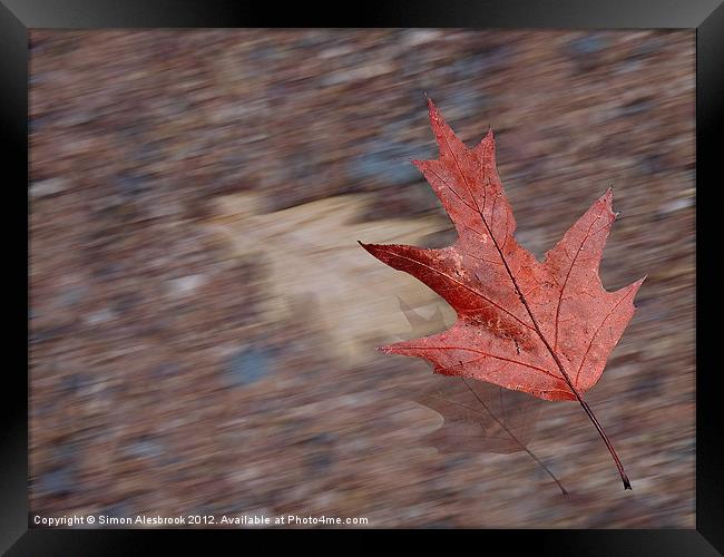 Bright Red Leaf in the Wind Framed Print by Simon Alesbrook