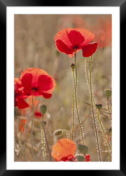 Early morning light on Poppies Framed Mounted Print by Dawn Cox