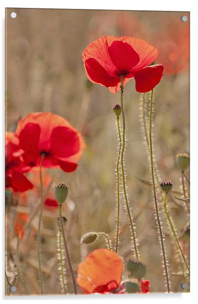 Early morning light on Poppies Acrylic by Dawn Cox