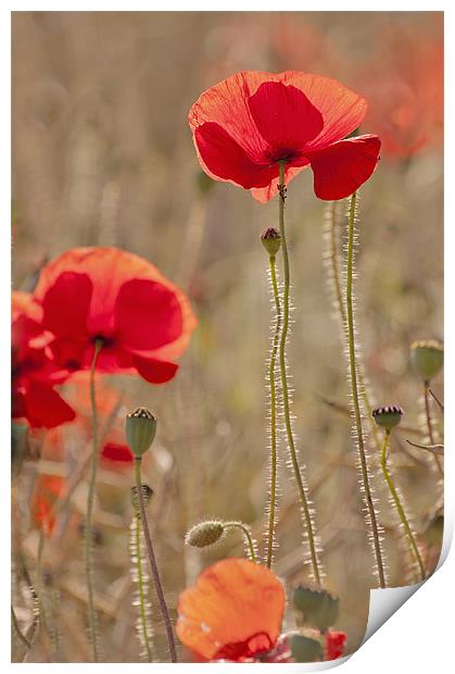 Early morning light on Poppies Print by Dawn Cox