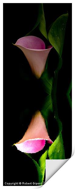 Calla lily tall print Print by Robert Gipson