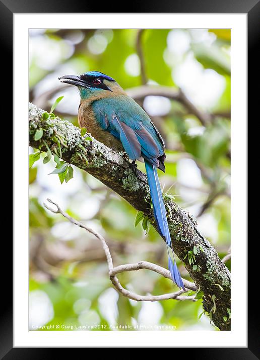 Blue-crowned Motmot Framed Mounted Print by Craig Lapsley