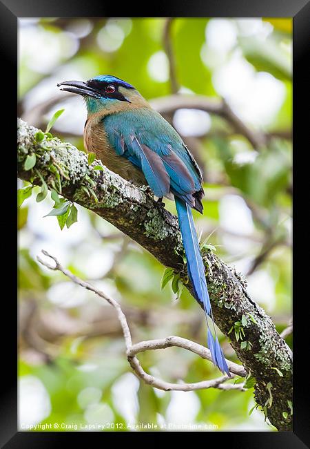 Blue-crowned Motmot Framed Print by Craig Lapsley