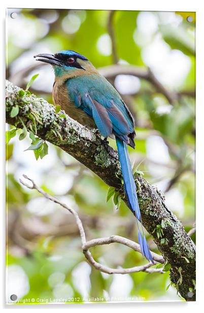 Blue-crowned Motmot Acrylic by Craig Lapsley