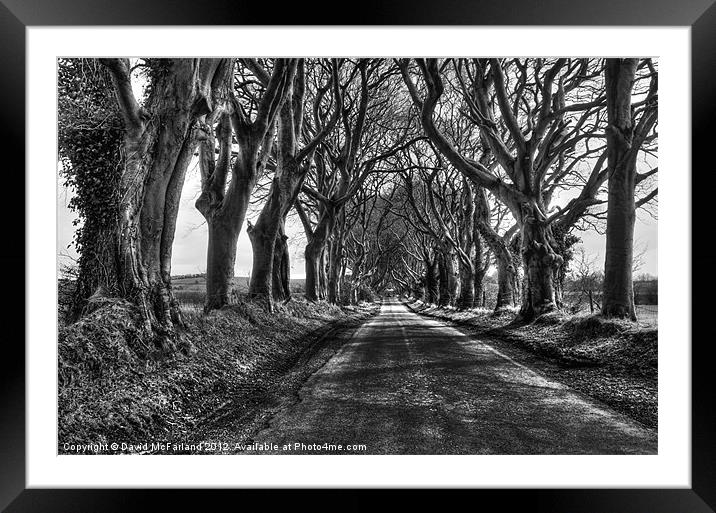 Light in the Dark Hedges Framed Mounted Print by David McFarland