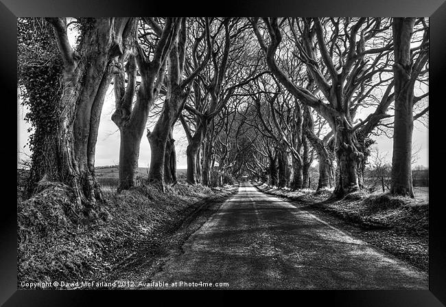 Light in the Dark Hedges Framed Print by David McFarland