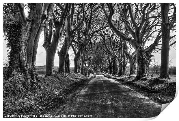 Light in the Dark Hedges Print by David McFarland