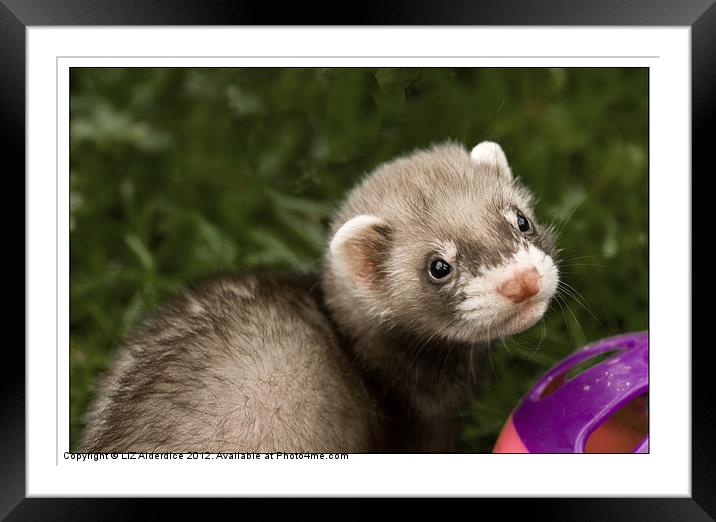 Young Ferret Framed Mounted Print by LIZ Alderdice