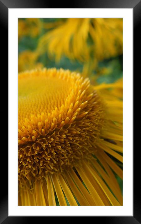 golden like the sun Framed Mounted Print by Heather Newton