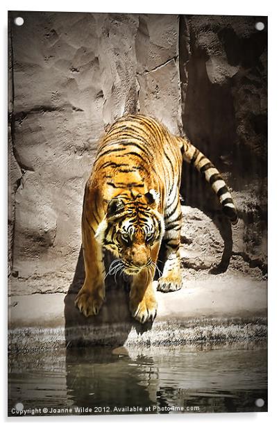 Tiger Acrylic by Joanne Wilde