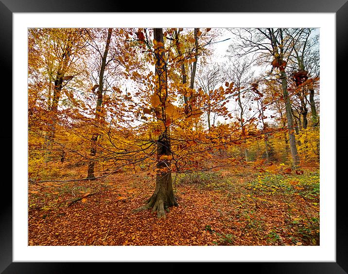Autumn leaves Framed Mounted Print by Gary Eason