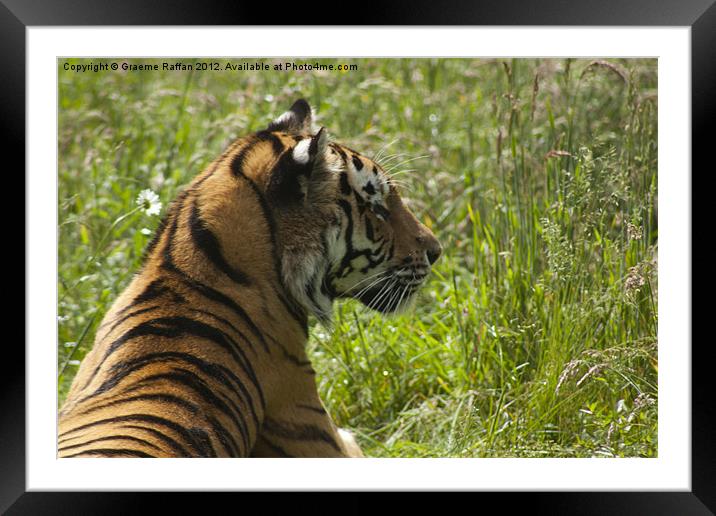 Amur Tiger grazing Framed Mounted Print by Graeme Raffan