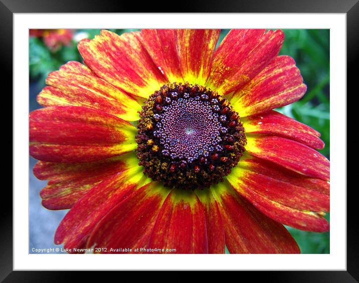 Red & Yellow Daisy Framed Mounted Print by Luke Newman