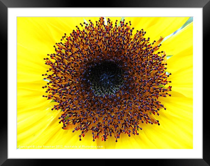 Sunflower Yellow Bloom Framed Mounted Print by Luke Newman