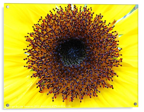 Sunflower Yellow Bloom Acrylic by Luke Newman