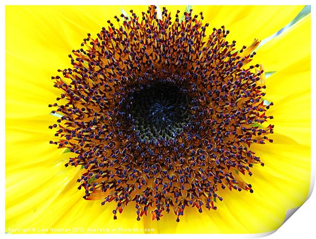 Sunflower Yellow Bloom Print by Luke Newman