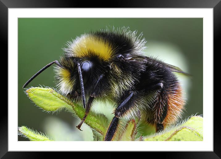 early bumblebee Framed Mounted Print by Iain Lawrie