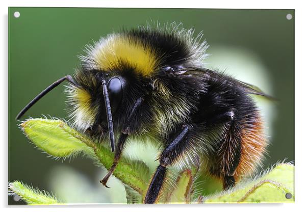 early bumblebee Acrylic by Iain Lawrie