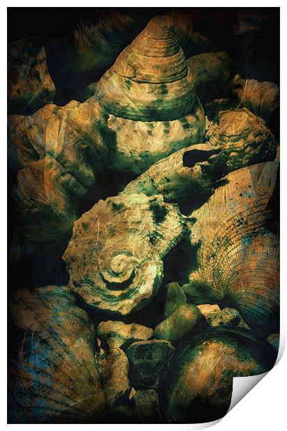 Bounty Of The Sea Print by Chris Manfield