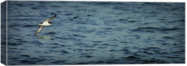 SHEARWATER OVER A LONELY OCEAN Canvas Print by Anthony R Dudley (LRPS)