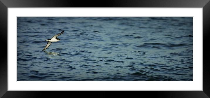 SHEARWATER OVER A LONELY OCEAN Framed Mounted Print by Anthony R Dudley (LRPS)