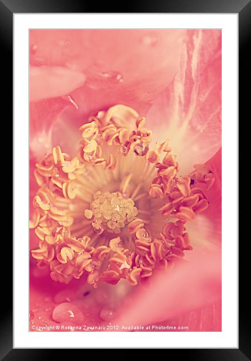 Coral Rose. Framed Mounted Print by Rosanna Zavanaiu