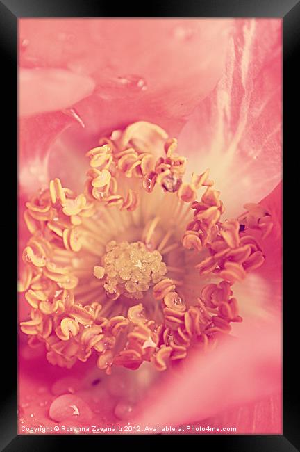 Coral Rose. Framed Print by Rosanna Zavanaiu