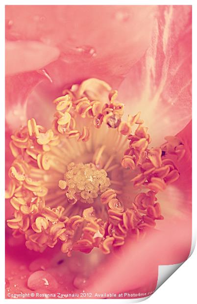 Coral Rose. Print by Rosanna Zavanaiu