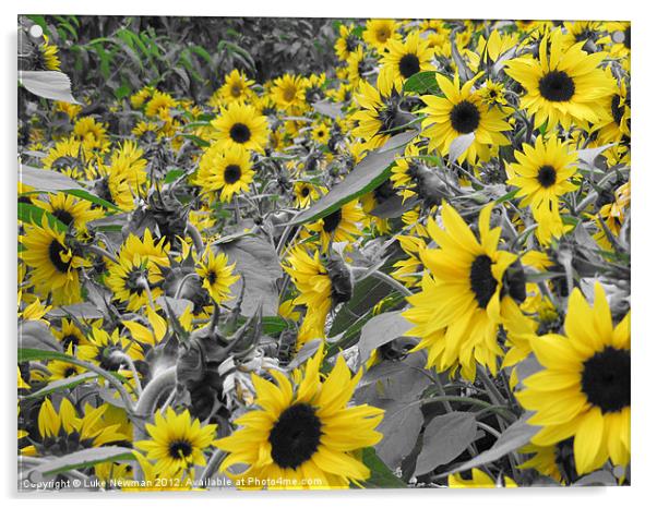 Sunflower Field Acrylic by Luke Newman