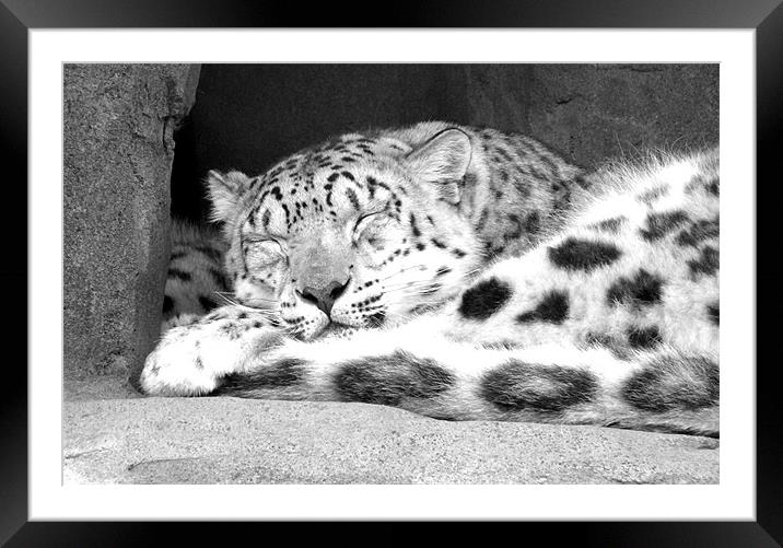 Close Up Leopard Framed Mounted Print by Matthew West