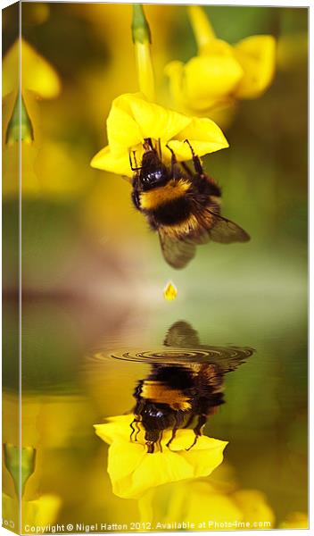 Bee on a Jasmine Canvas Print by Nigel Hatton