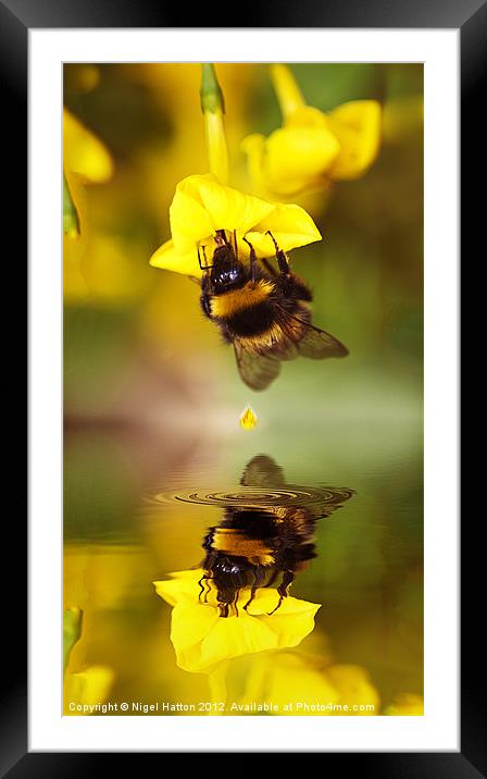 Bee on a Jasmine Framed Mounted Print by Nigel Hatton