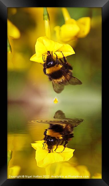 Bee on a Jasmine Framed Print by Nigel Hatton