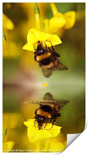 Bee on a Jasmine Print by Nigel Hatton