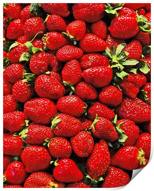 Strawberry's Print by Howard Little