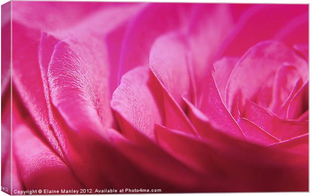Pink Sparkle Rose Flower Canvas Print by Elaine Manley
