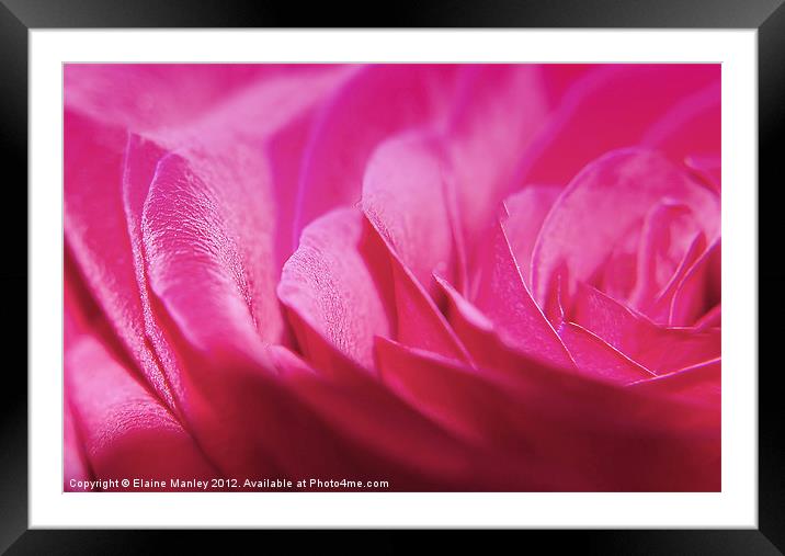 Pink Sparkle Rose Flower Framed Mounted Print by Elaine Manley