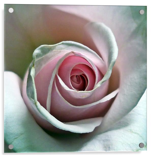 Rose in oil Acrylic by Sharon Lisa Clarke