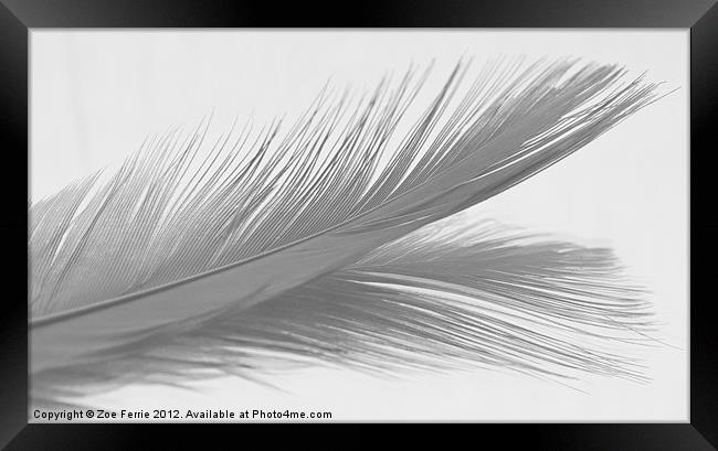 Feather & Reflection (B&W) Framed Print by Zoe Ferrie