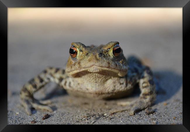 Toad Framed Print by Paul Betts