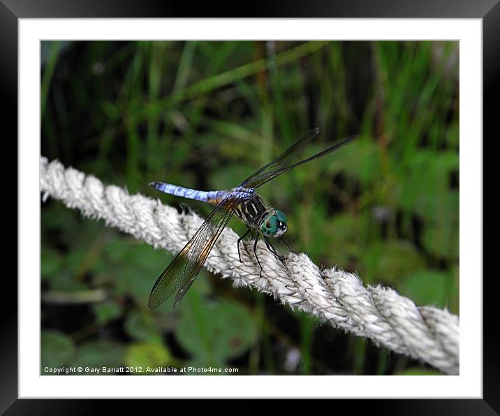Dragonfly's Rope. Framed Mounted Print by Gary Barratt