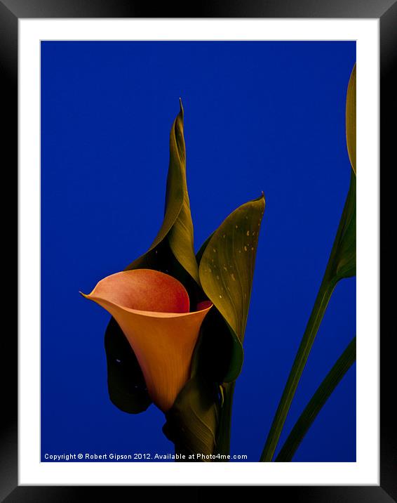 Calla on Blue. Framed Mounted Print by Robert Gipson
